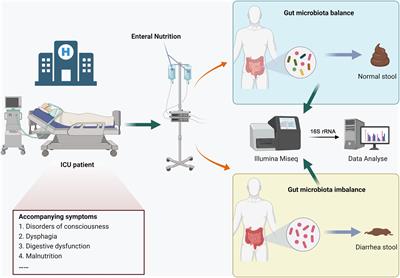 Gut microbiome alterations in ICU patients with enteral nutrition-related diarrhea